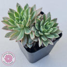 Echeveria Green Emerald variegata