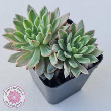 Load image into Gallery viewer, Echeveria Green Emerald variegata - John &amp; Norma&#39;s Succulents
