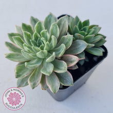 Load image into Gallery viewer, Echeveria Green Emerald variegata - John &amp; Norma&#39;s Succulents
