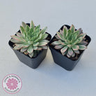 Echeveria Green Emerald variegata