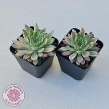 Load image into Gallery viewer, Echeveria Green Emerald variegata - John &amp; Norma&#39;s Succulents
