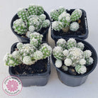 Mammillaria gracilis fragilis 'Thimble Cactus'