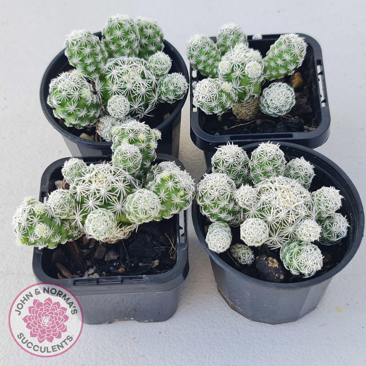 Mammillaria gracilis fragilis 'Thimble Cactus'
