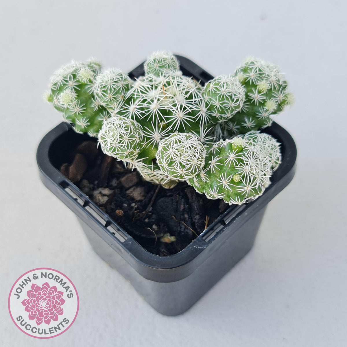 Mammillaria gracilis fragilis 'Thimble Cactus'