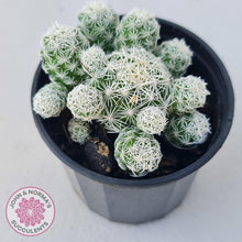 Load image into Gallery viewer, Mammillaria gracilis fragilis (Thimble Cactus) - John &amp; Norma&#39;s Succulents
