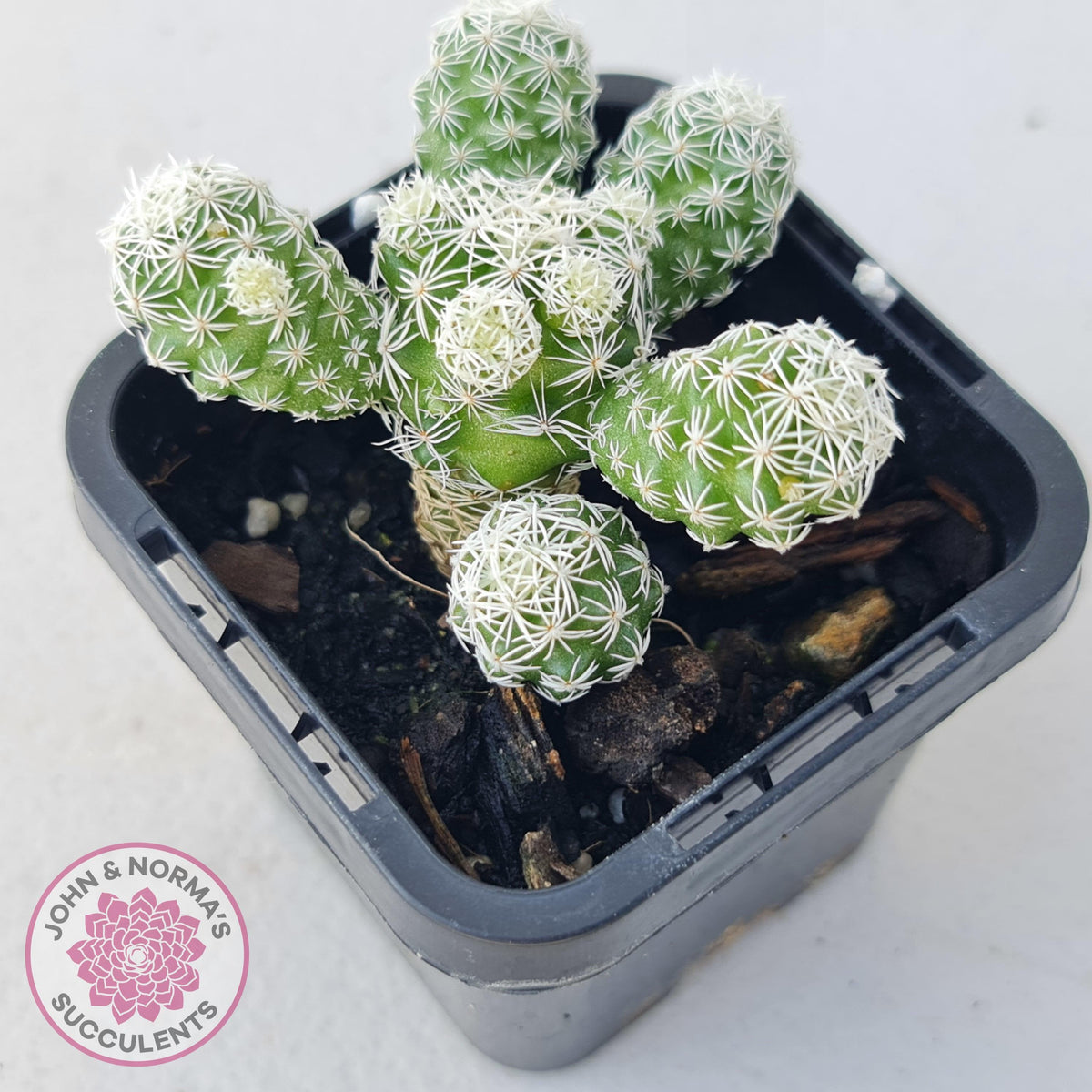 Mammillaria gracilis fragilis 'Thimble Cactus'