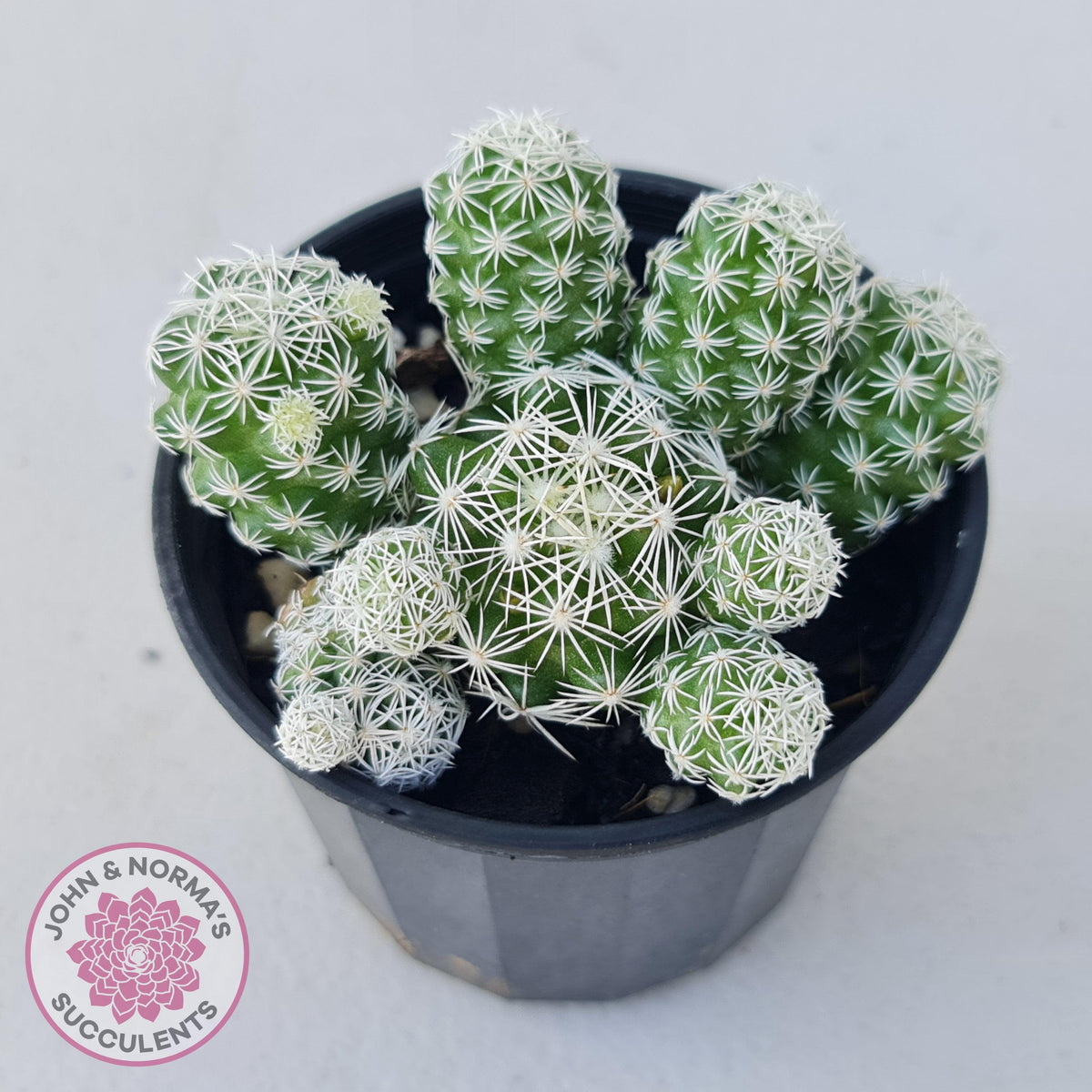 Mammillaria gracilis fragilis 'Thimble Cactus'