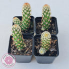 Mammillaria Elongata 'Copper King'