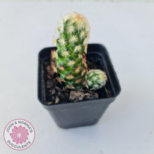 Load image into Gallery viewer, Mammillaria Elongata &#39;Copper King&#39; - John &amp; Norma&#39;s Succulents
