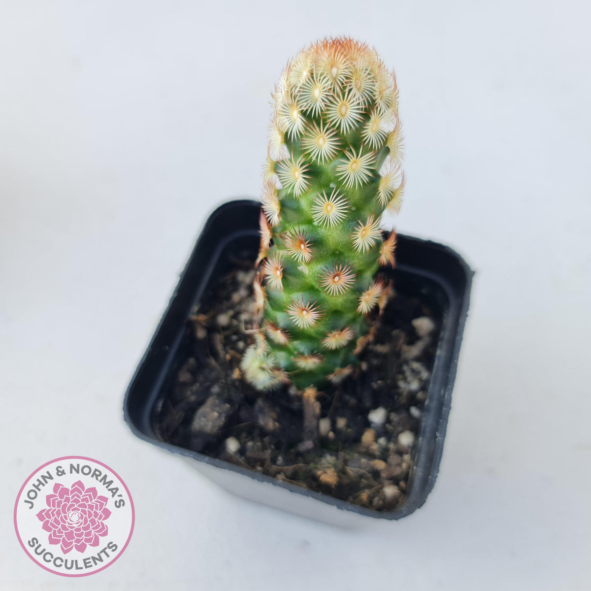 Mammillaria Elongata 'Copper King'