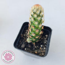 Load image into Gallery viewer, Mammillaria Elongata &#39;Copper King&#39; - John &amp; Norma&#39;s Succulents
