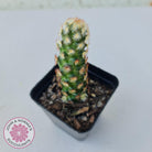 Mammillaria Elongata 'Copper King'