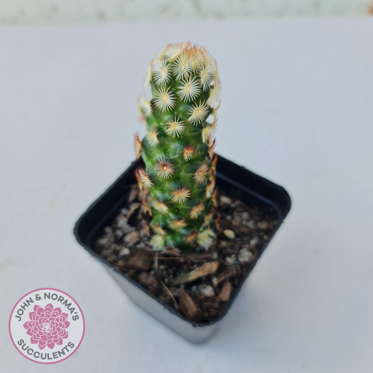 Mammillaria Elongata 'Copper King'