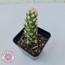 Load image into Gallery viewer, Mammillaria Elongata &#39;Copper King&#39; - John &amp; Norma&#39;s Succulents
