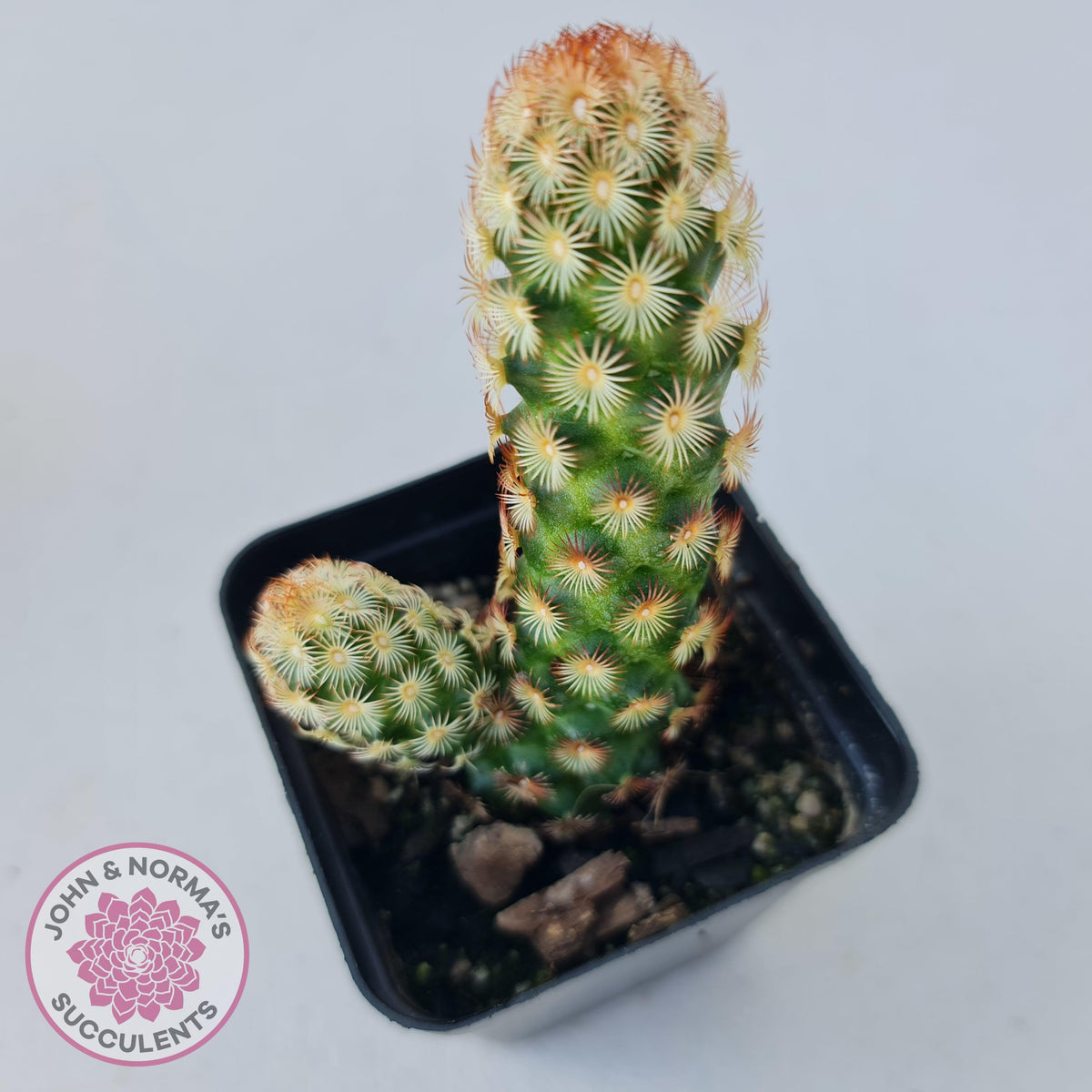 Mammillaria Elongata 'Copper King'
