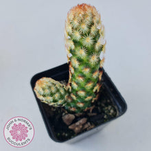 Load image into Gallery viewer, Mammillaria Elongata &#39;Copper King&#39; - John &amp; Norma&#39;s Succulents
