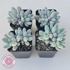 Pachyveria 'Angel's finger' hybrid