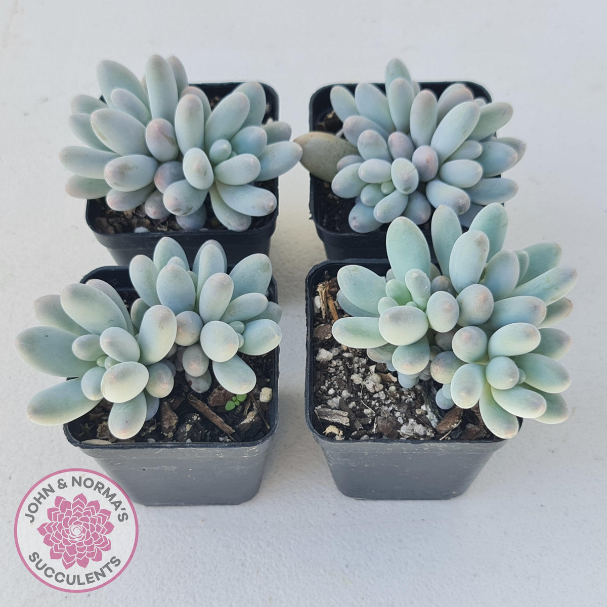 Pachyveria 'Angel's finger' hybrid