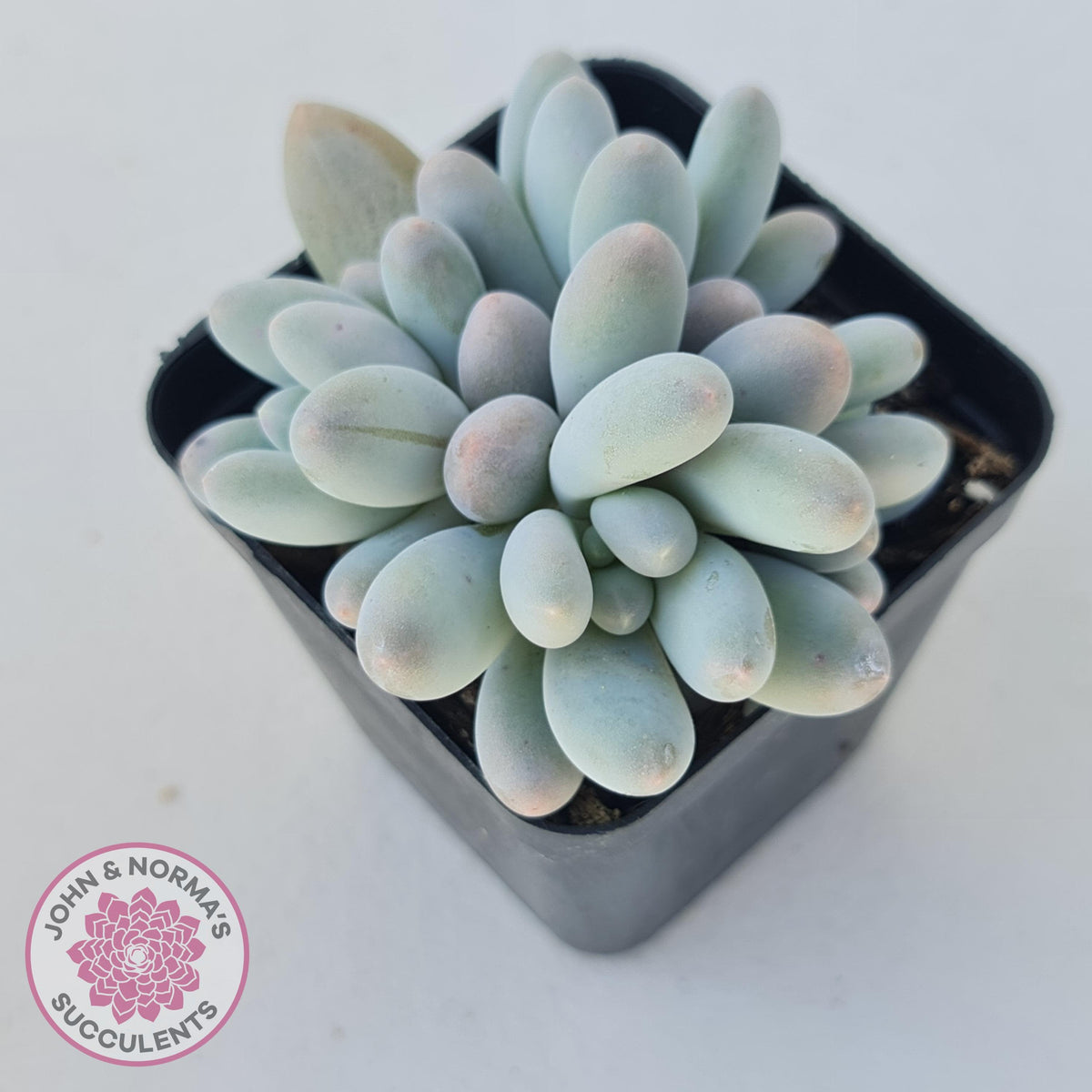 Pachyveria 'Angel's finger' hybrid