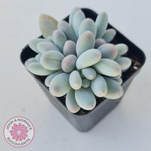 Load image into Gallery viewer, Pachyveria Angel finger hybrid - John &amp; Norma&#39;s Succulents
