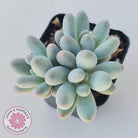 Pachyveria 'Angel's finger' hybrid
