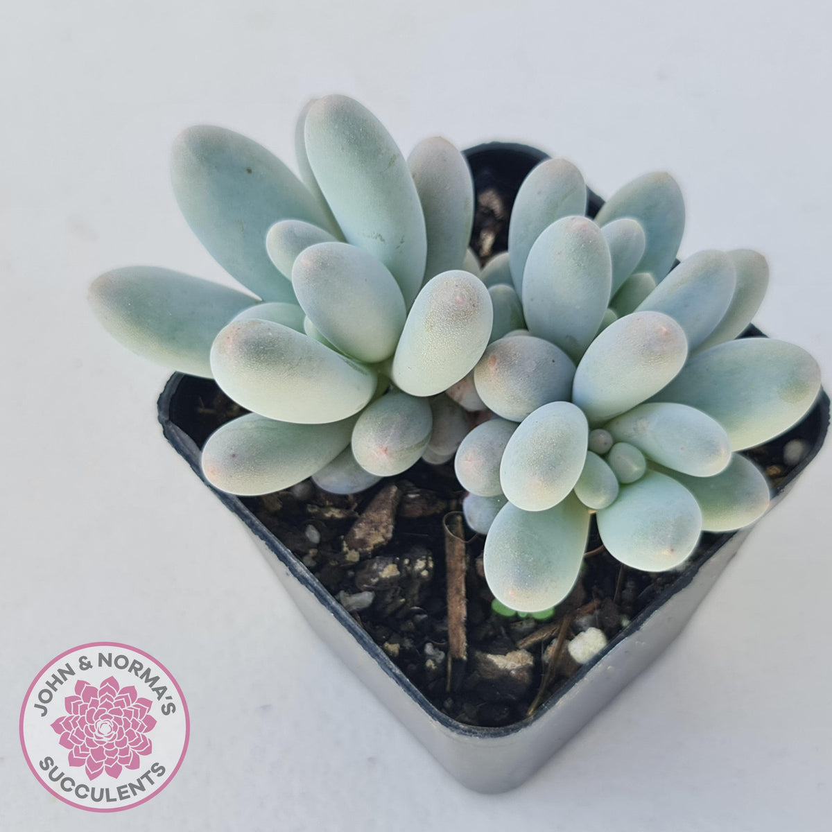 Pachyveria 'Angel's finger' hybrid