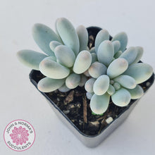 Load image into Gallery viewer, Pachyveria Angel finger hybrid - John &amp; Norma&#39;s Succulents
