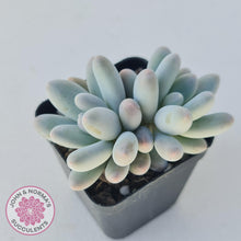 Load image into Gallery viewer, Pachyveria Angel finger hybrid - John &amp; Norma&#39;s Succulents
