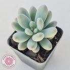 Pachyveria 'Angel's finger' hybrid