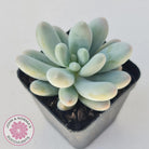 Pachyveria 'Angel's finger' hybrid