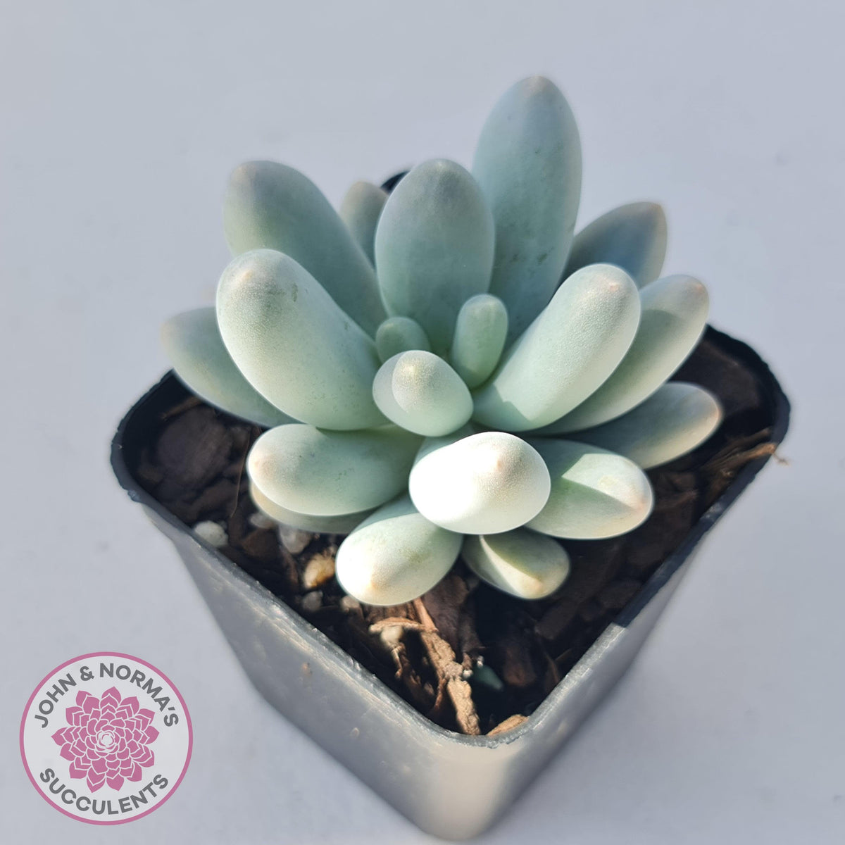 Pachyveria 'Angel's finger' hybrid