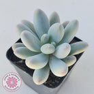 Pachyveria 'Angel's finger' hybrid