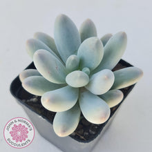 Load image into Gallery viewer, Pachyveria Angel finger hybrid - John &amp; Norma&#39;s Succulents
