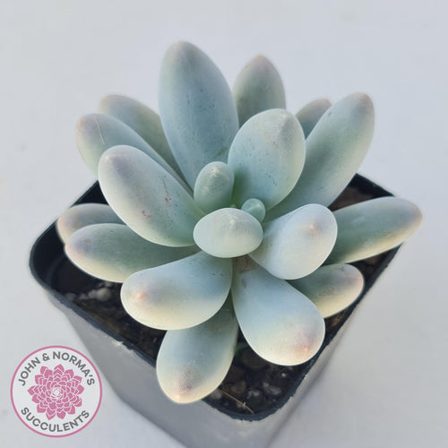 Pachyveria Angel finger hybrid - John & Norma's Succulents