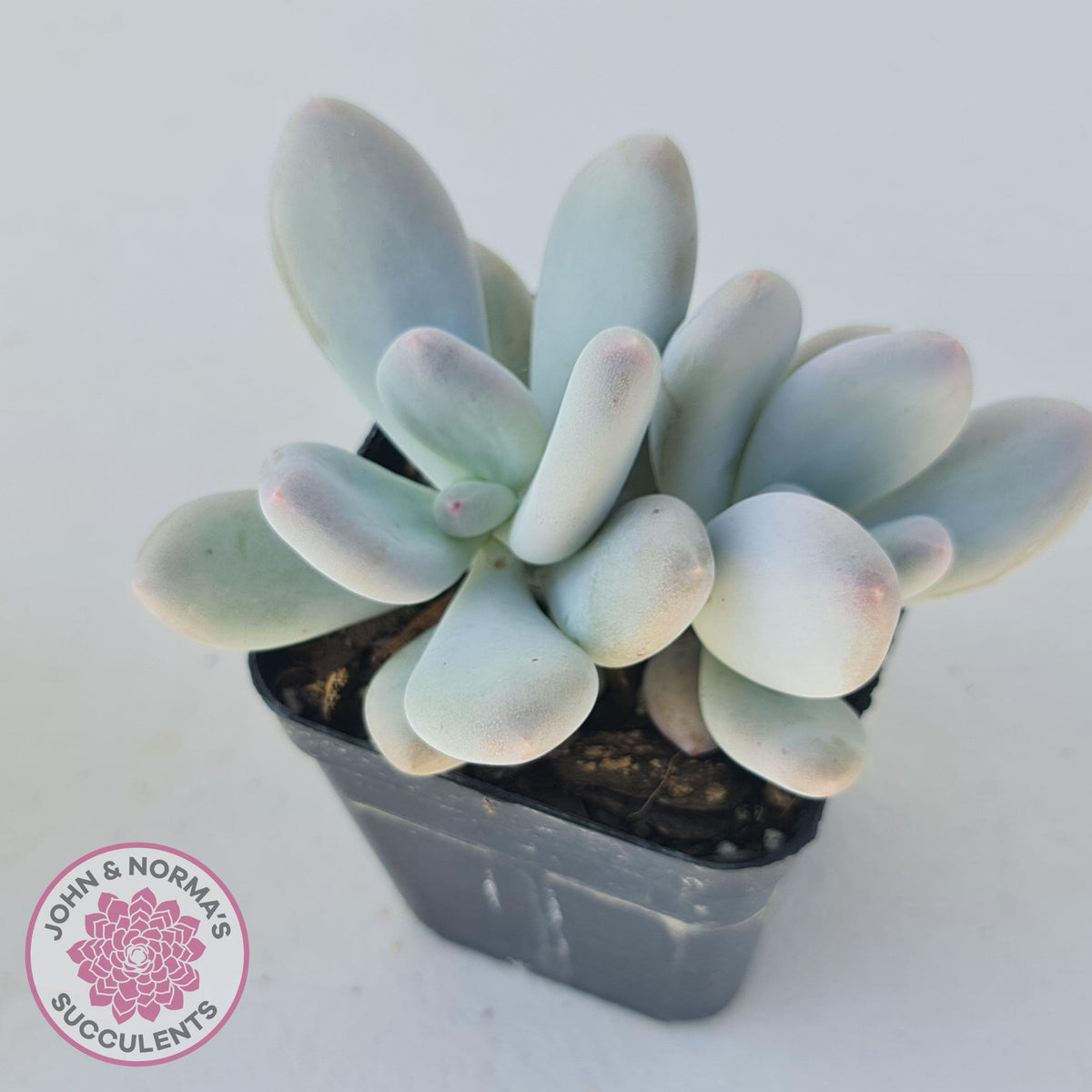 Pachyveria 'Angel's finger' hybrid