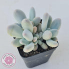Pachyveria 'Angel's finger' hybrid