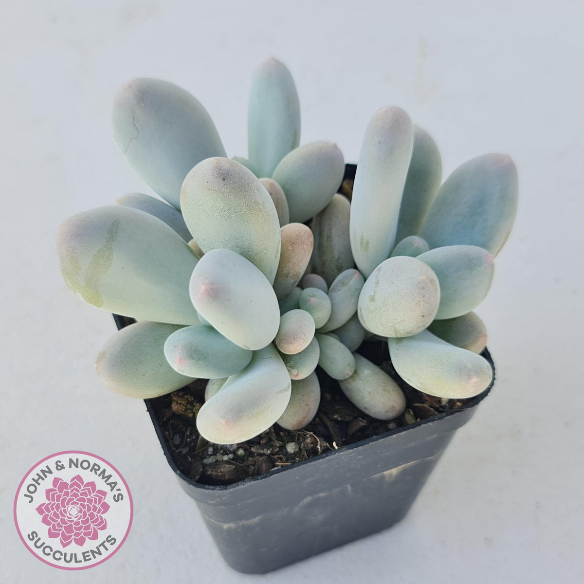 Pachyveria 'Angel's finger' hybrid