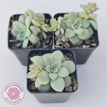 Load image into Gallery viewer, Echeveria Carnicolor - Multi Heads - John &amp; Norma&#39;s Succulents
