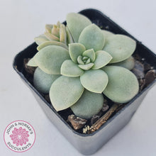 Load image into Gallery viewer, Echeveria Carnicolor - Multi Heads - John &amp; Norma&#39;s Succulents
