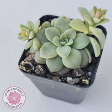 Load image into Gallery viewer, Echeveria Carnicolor - Multi Heads - John &amp; Norma&#39;s Succulents
