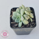 Echeveria Carnicolor
