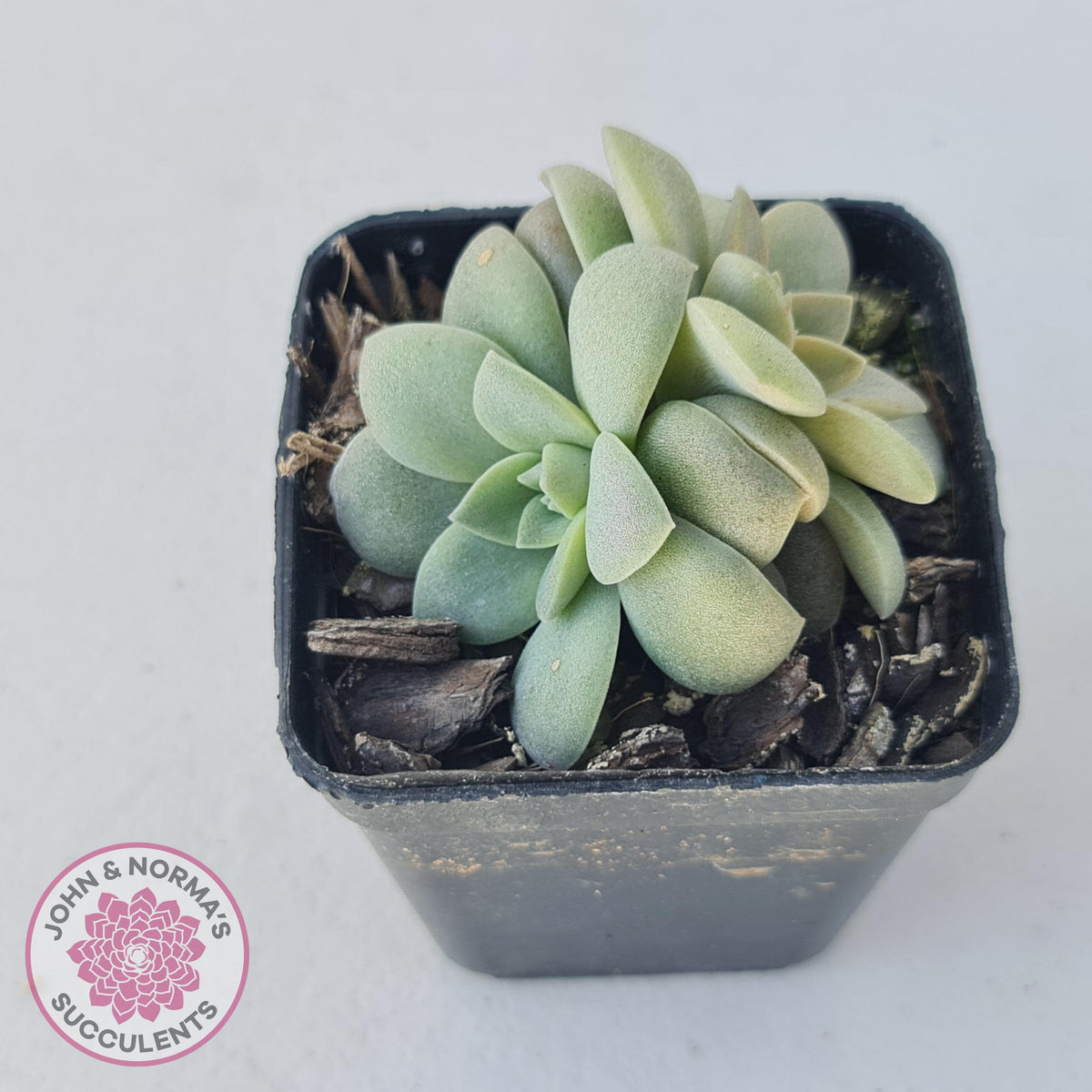 Echeveria Carnicolor