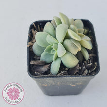 Load image into Gallery viewer, Echeveria Carnicolor - Multi Heads - John &amp; Norma&#39;s Succulents
