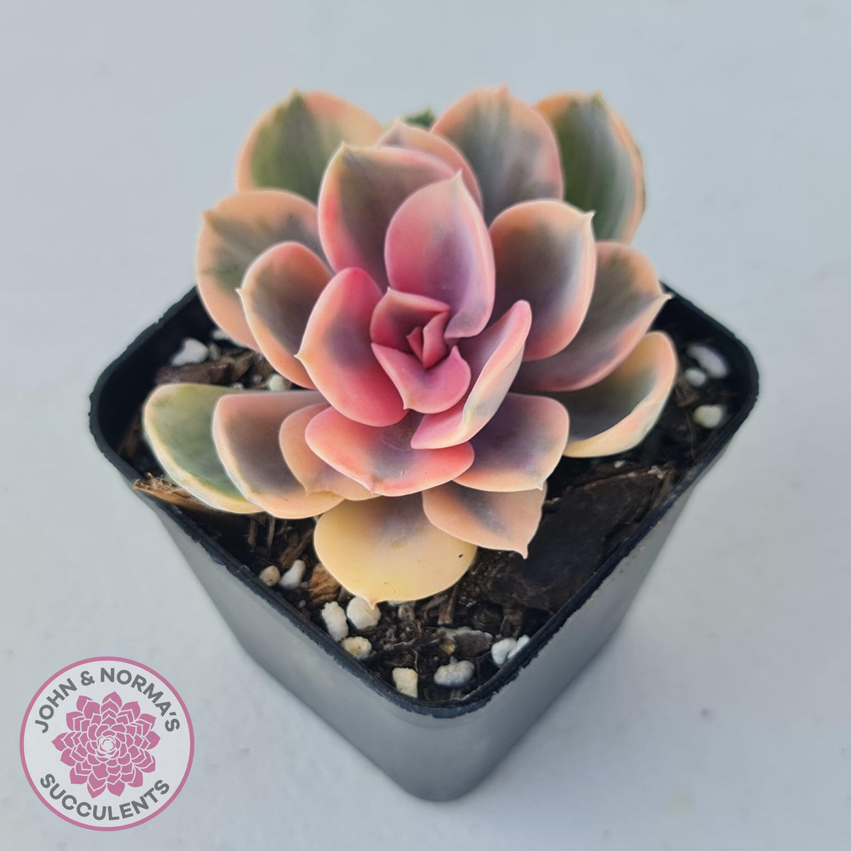 Echeveria West Rainbow