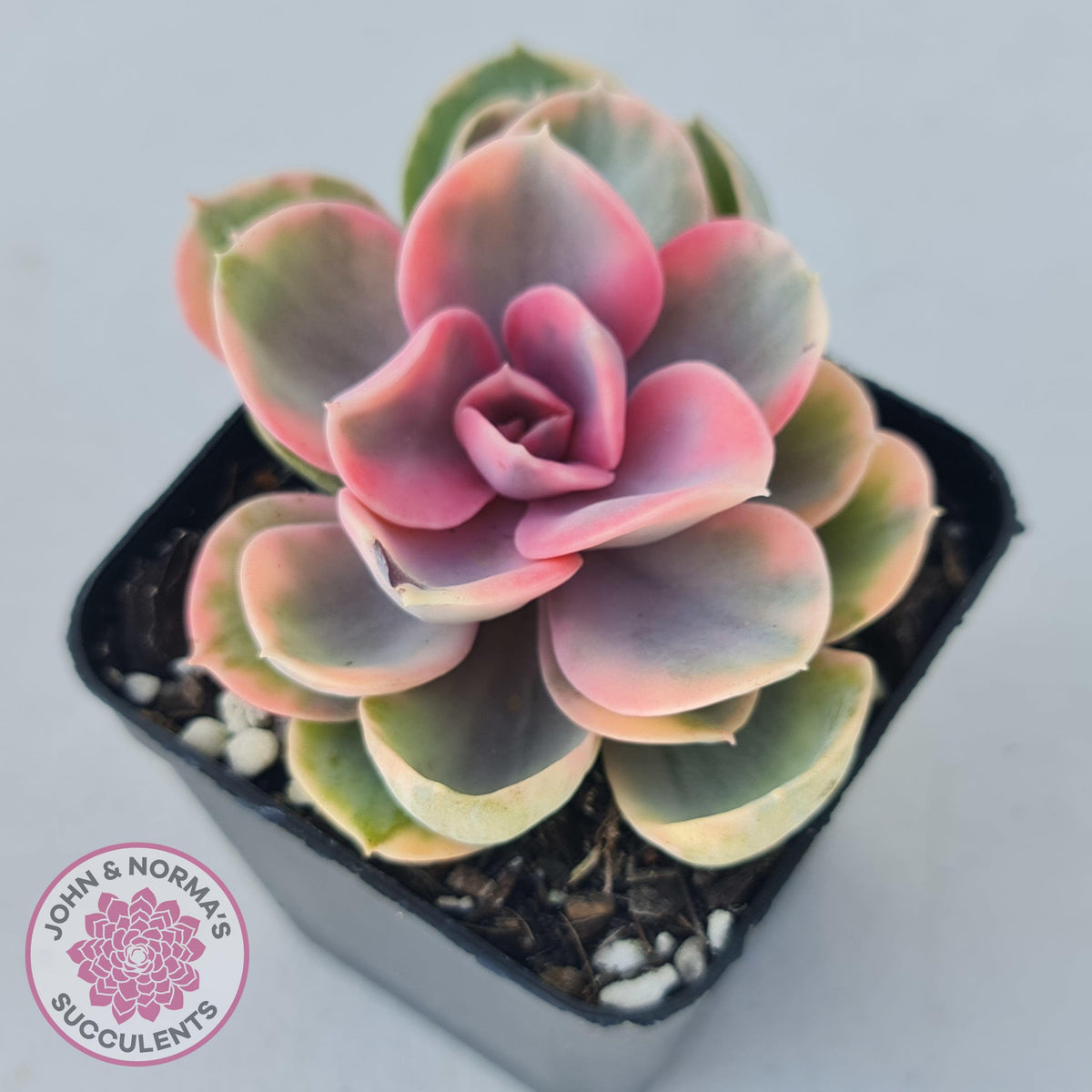 Echeveria West Rainbow