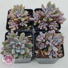 Graptoveria 'Purple Dream'