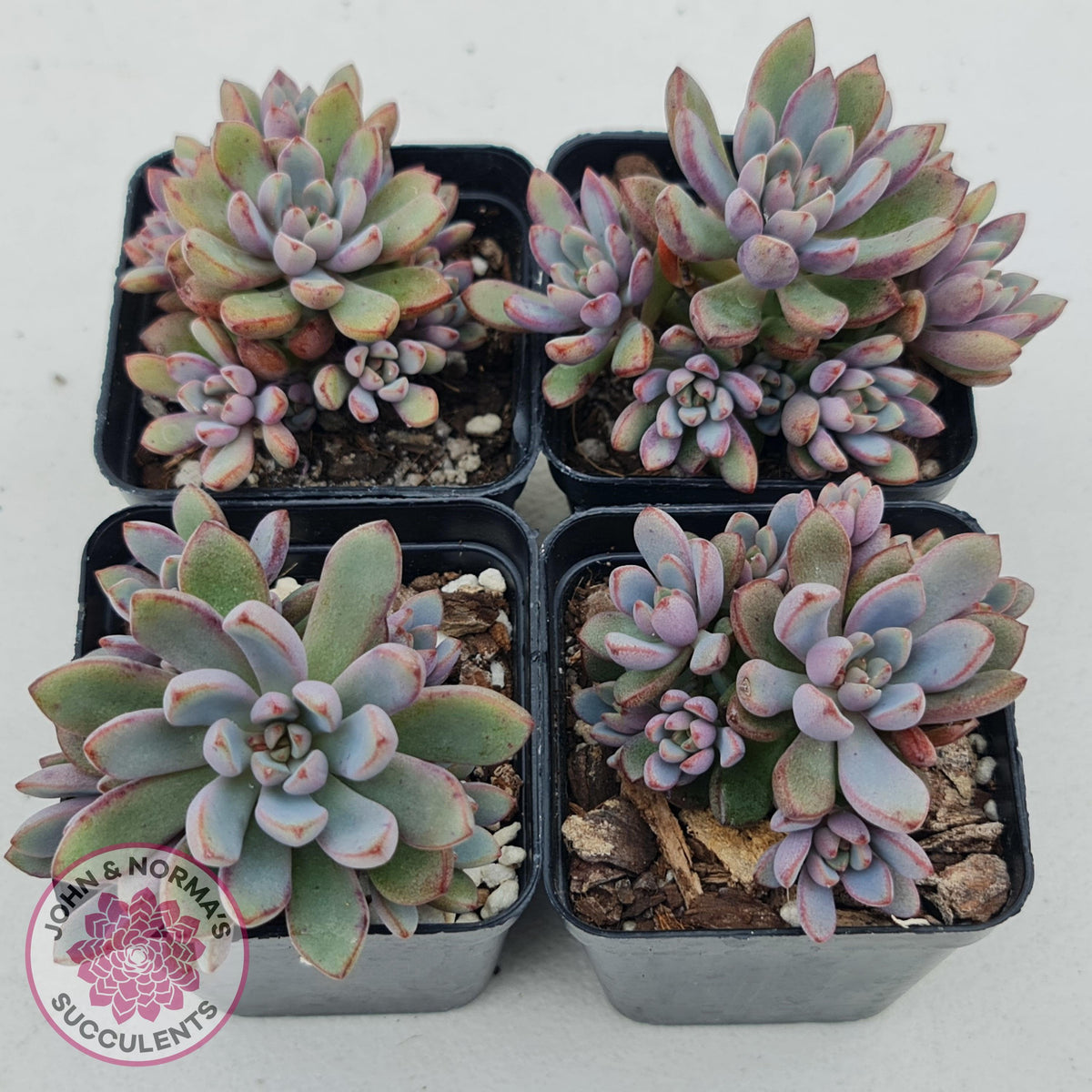 Graptoveria 'Purple Dream'