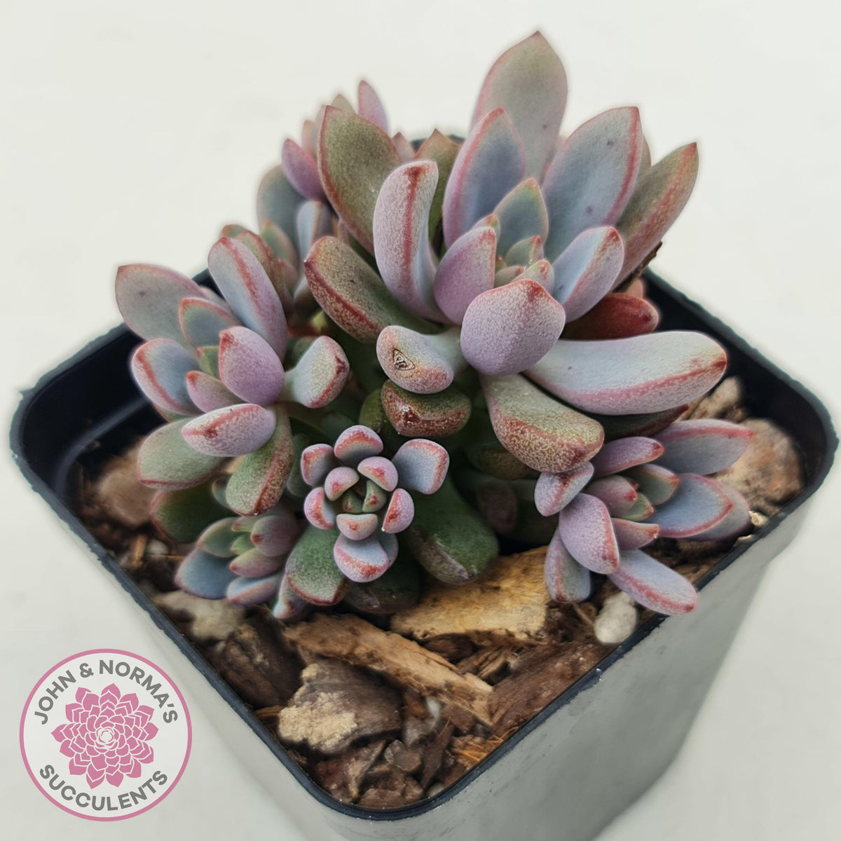 Graptoveria 'Purple Dream'