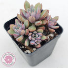 Graptoveria 'Purple Dream'