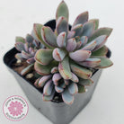 Graptoveria 'Purple Dream'